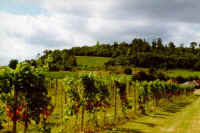 Denbie~2.jpg (59082 bytes)