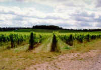 Denbies6.jpg (57187 bytes)