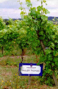 Denbies8.jpg (65715 bytes)