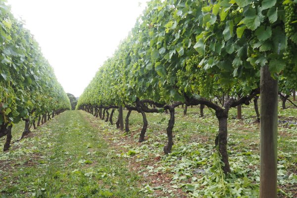 paringa vineyard