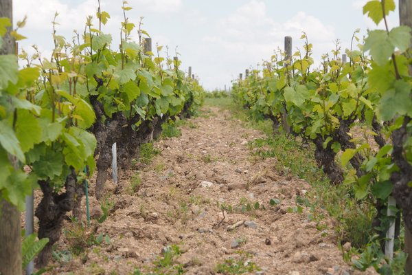 The wines of Domaine Marcel Lapierre, Morgon, Beaujolais
