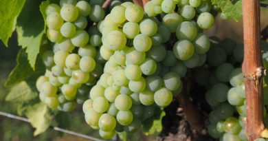 the science of green flavours in wine