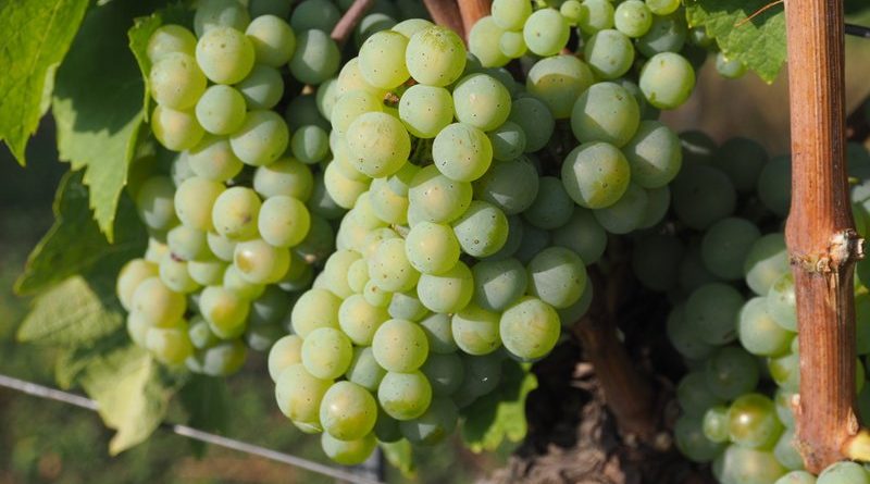 the science of green flavours in wine