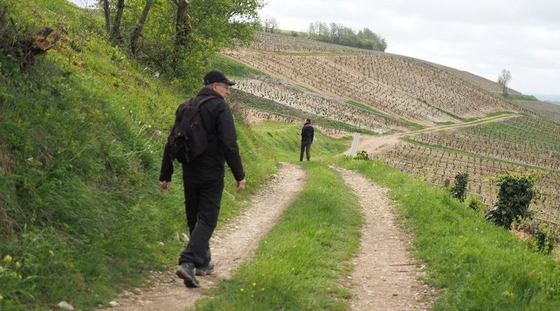 walking in the chablis wine region