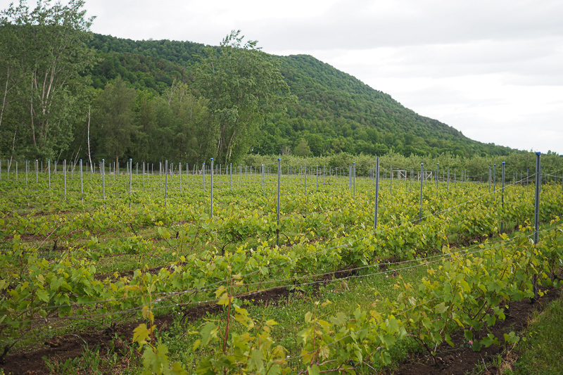 In Quebec: Domaine Le Grand Saint Charles – wineanorak.com