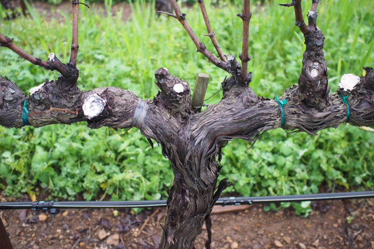 16 things you need to know about grape vine trunk disease