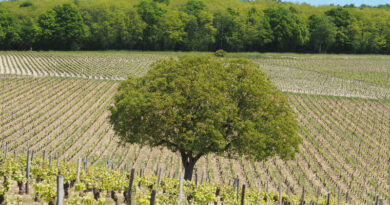 Regenerative viticulture: what is it, and why all the fuss now?
