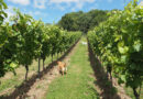 Video: The Crouch Valley in Essex is emerging as a leading English wine region