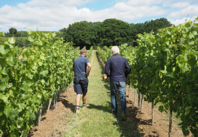 The Crouch Valley, Essex: a leading region for English still wines