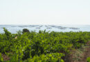 Picpoul de Pinet: a Languedoc success story taking a step forward with new ‘Patience’ wines