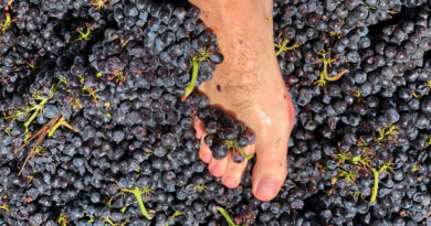 Whole bunches, clusters and stems in red winemaking: an introduction