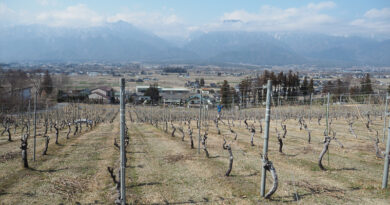 Visiting Swiss-Mura winery in Azumino, Nagano, Japan