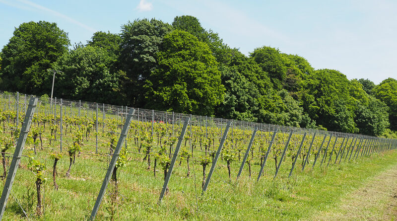 Boom times for English wine: latest figures from WineGB