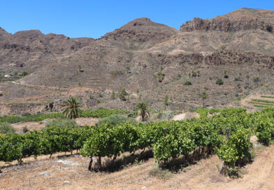 Visiting Bodega Tamerán, the winery of David Silva in Gran Canaria