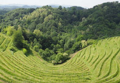 In Slovenia (5) visiting Vino Gross in Haloze (updated with new releases)