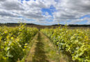 The UK wine industry: how’s it going?