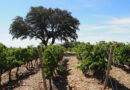 How can wine regions combat rising temperatures?