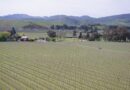 Marlborough at 50: a new project to safeguard the vineyard of the future, using accelerated clonal selection