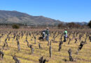 Video: Dry Grown Chile, part 1: visiting the Maule wine region