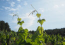 Paying more for quality, and the crisis of affordability in wine