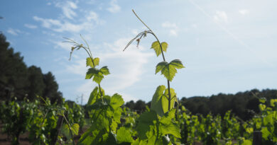 Paying more for quality, and the crisis of affordability in wine