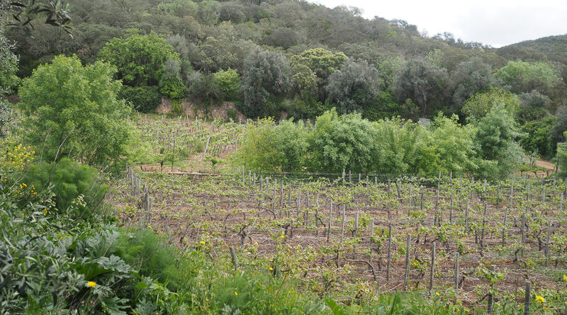 Exploring Portugal’s Tejo wine region (2) Pedro Sereno and Marquês de Tomar