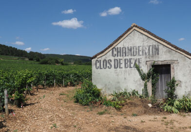 Bourgogne (Burgundy) 2022: a surprising and beautiful vintage