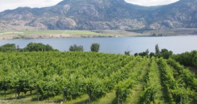 Bad news from the Okanagan and other regions in BC, Canada: no grapes to be harvested in 2024