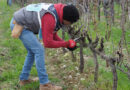 Video and gallery: Festival del Potatare, the Simonit & Sirch pruning festival 2024