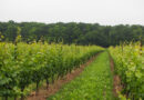 In Niagara, Canada (3) tasting wines from Beamsville Bench wineries at Hidden Bench