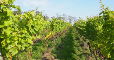 Tasting a wide range of Swedish wines