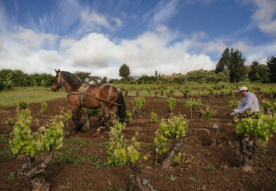 MAULE: SMALL-SCALE ETHICAL PRODUCERS KEEP RURAL COMMUNITIES ALIVE WHILST MAKING SOME OF THE MOST EXCITING WINES IN LATIN AMERICA 