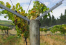 Video: visiting the innovative regenerative block at Greystone Wines in North Canterbury, NZ