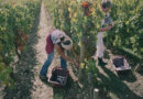 Harvest at Chateau Lafleur, Pomerol