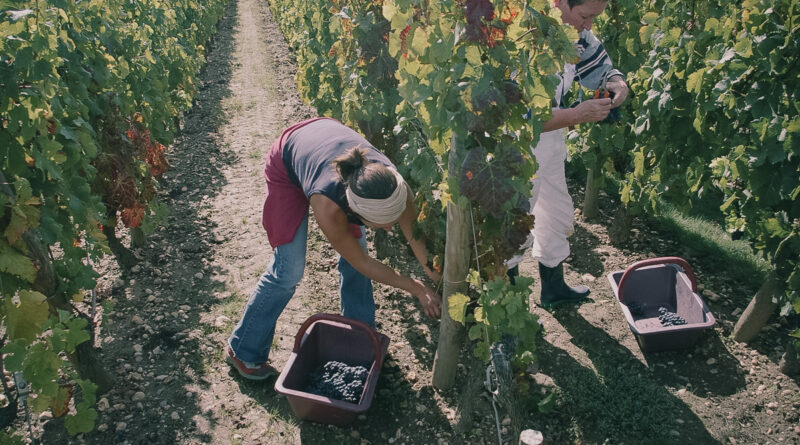 Harvest at Chateau Lafleur, Pomerol