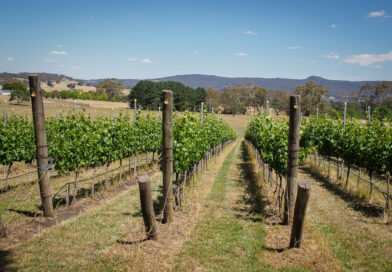 Visiting the Macedon Ranges, a cool-climate Australian wine region making some exciting wines (1) introduction