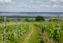 Weingut Rosi Schuster, with Hannes Schuster, who’s making some of Austria’s best wines