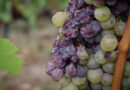 Gallery: harvest in Tokaj, Hungary, picking the unique aszú berries
