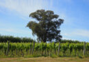 Yarra Valley (2) Oakridge