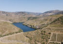 Video: the Port harvest in the Douro, 2025, with Taylor’s
