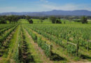 Yarra Valley (5) Yarra Yering
