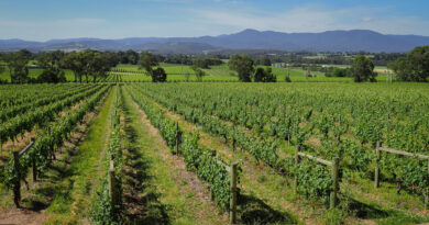 Yarra Valley (5) Yarra Yering