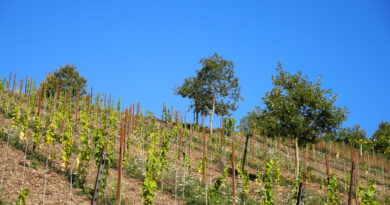 At Staffelter Hof in the Mosel, Jan-Matthias Klein has taken a bet on resistant varieties, vitisforestry and natural wine, and it’s working out