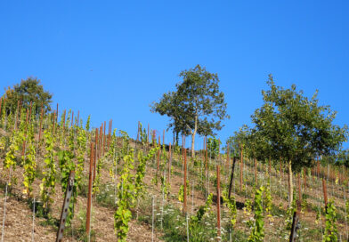 At Staffelter Hof in the Mosel, Jan-Matthias Klein has taken a bet on resistant varieties, vitisforestry and natural wine, and it’s working out At Staffelter Hof in the Mosel, Jan-Matthias Klein has taken a bet on resistant varieties, vitisforestry and natural wine, and it’s working out