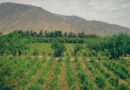 Video: Visiting Antiyal, a biodynamic wine estate in Chile’s Alto Maipo, with Alvaro Espinoza