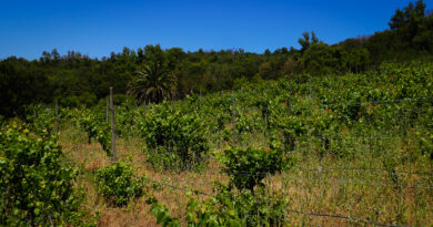 Viñedos Herrera Alvarado: a remarkable natural wine project in Chile