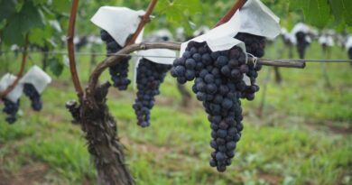 Wine and travel as competitive sports