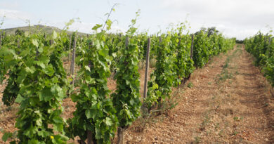 Exploring the Roussillon (2) Cave Dom Brial