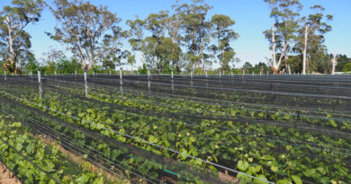 Video: Place of Changing Winds, a remarkable vineyard in Australia’s Macedon Ranges wine region