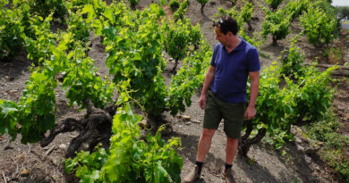 Exploring the Roussillon (4) Domaine Pertuisane